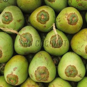 A Grade Tender Coconut
