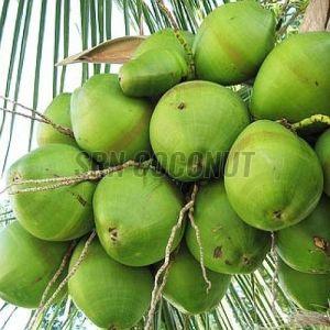 Organic Tender Coconut