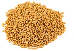 Yellow Mustard Seeds