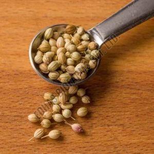 Coriander Seeds