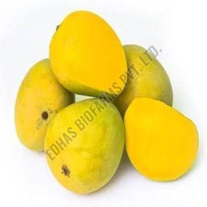 Fresh Alphonso Mango