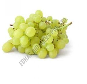 Fresh Green Grapes