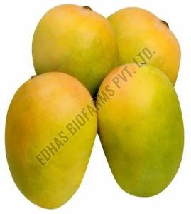 Fresh Kesari Mangoes