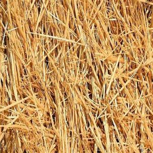 Dried Wheat Straw