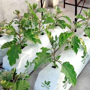 Cocopeat Grow Bag