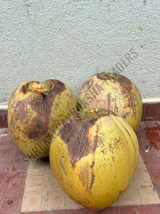 Fresh Green Mature Coconut