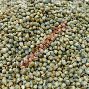 Hybrid Bajra Seeds