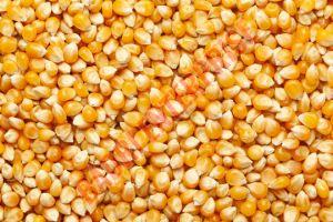 Hybrid Corn Seeds