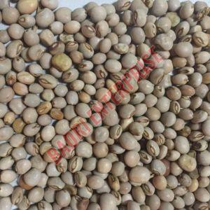 Pigeon Pea Seeds