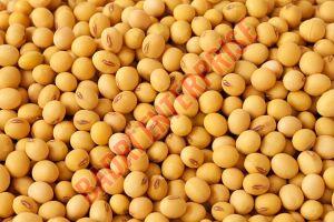 Natural Soybean Seeds