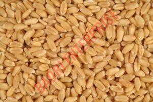 Whole Wheat Seed