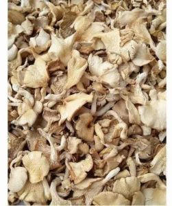 Oysters Mushroom