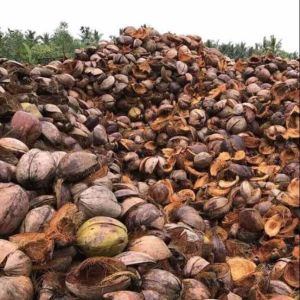 Green Tender Coconut Husk