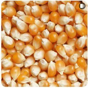 Organic Yellow Maize