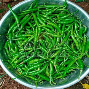 Fresh Spicy Green Chilli