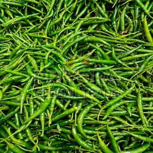 G4 Fresh Green Chilli