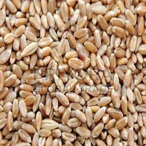 Hard Milling Wheat Grain