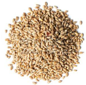 Hard Red Spring Wheat Grain