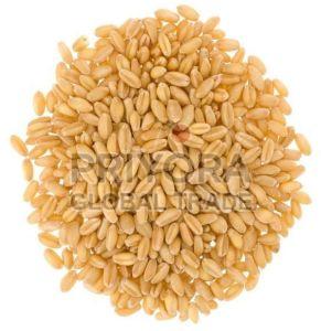 Hard Wheat Grain