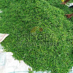 Indian Fresh Green Chilli