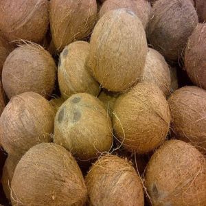 Export Quality Coconut