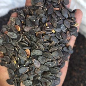 Hybrid Watermelon Seed