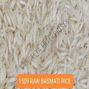 1509 Raw Basmati Rice