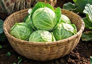 Fresh Green Cabbage