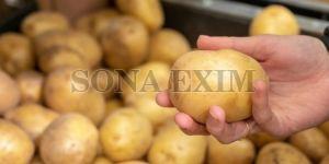 Fresh Potato