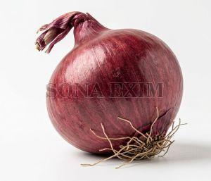 Fresh Red Onion