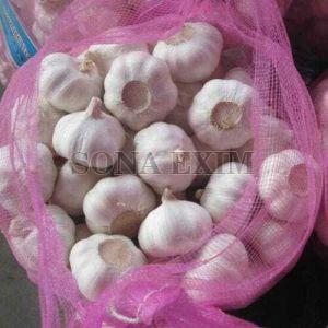 Fresh White Garlic