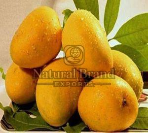 Fresh Kesar Mango