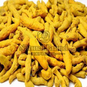 Rajapuri Turmeric Finger