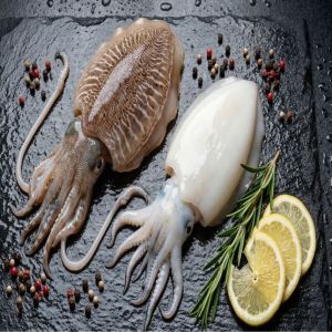 Frozen Cuttlefish