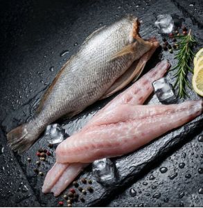 Frozen Ghol Corvina Fillet