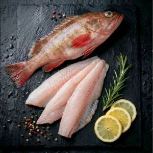 Frozen Grouper Fish