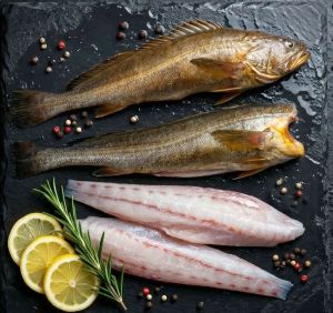 Frozen Kooth Corvina Fillet