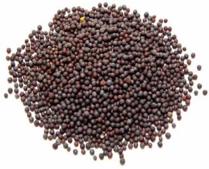 Black Mustard Seed