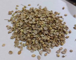 Eagle Plus Split Coriander Seed