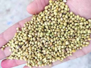 Scooter Sortex Clean Coriander Seed