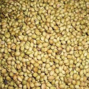 SP Machine Clean Coriander Seed