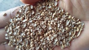 SP Split Sortex Cleaned Seed