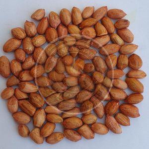 40/50 Bold Peanuts