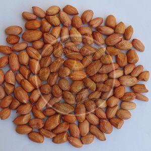 50/60 Bold Peanuts