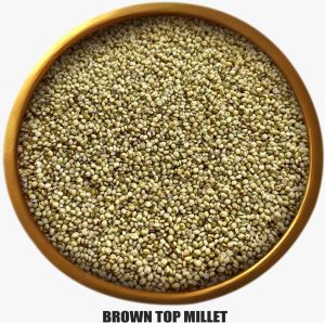 Browntop Millet