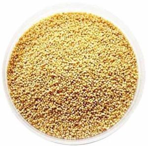 Foxtail Millet