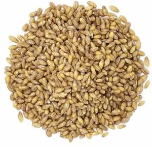 hulled barley grain