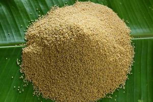 Little Millet