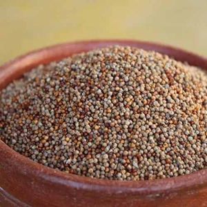 Pearl Millet