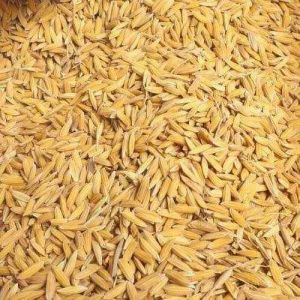 PR 121 Non Basmati Rice